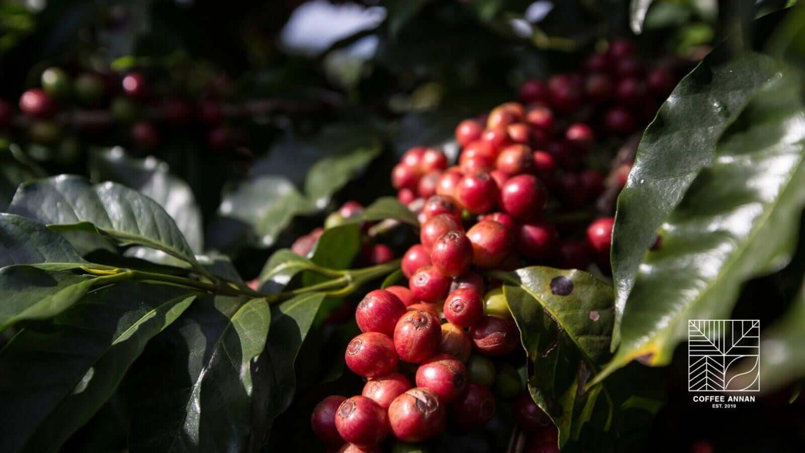 Kaffeepflanze mit Kirschen – Specialty Coffee