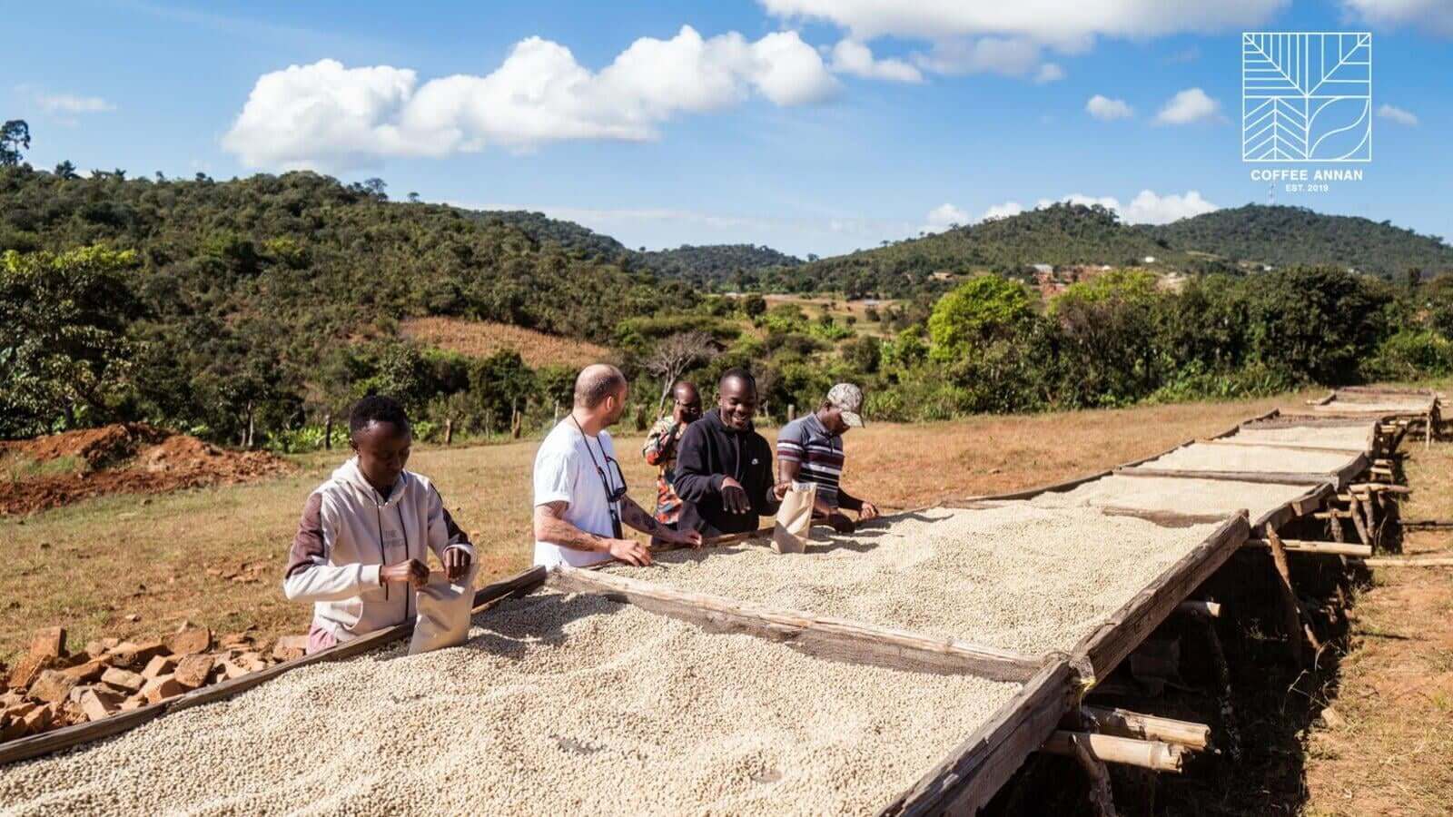 Menschen sortieren Kaffeebohnen auf Trockenbetten in ländlicher Umgebung – Beispiel für eine CSR-Initiative im Kaffeeanbau