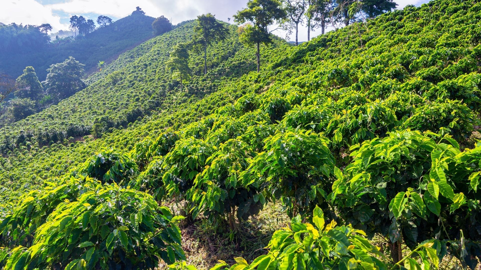 Kaffeefelder in hügeliger Landschaft – nachhaltiger Kaffeeanbau in Ursprungsregionen