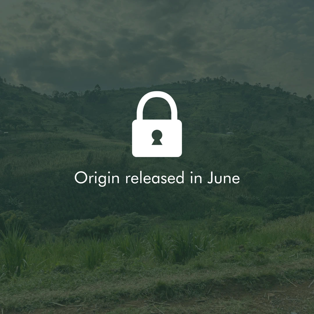 Coffee Origin not released yet