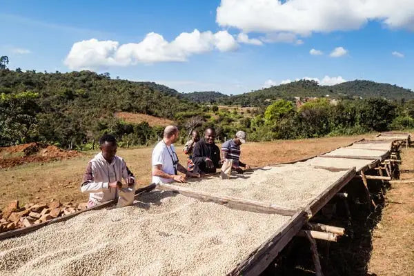 coffee drying tanzania coffee annan