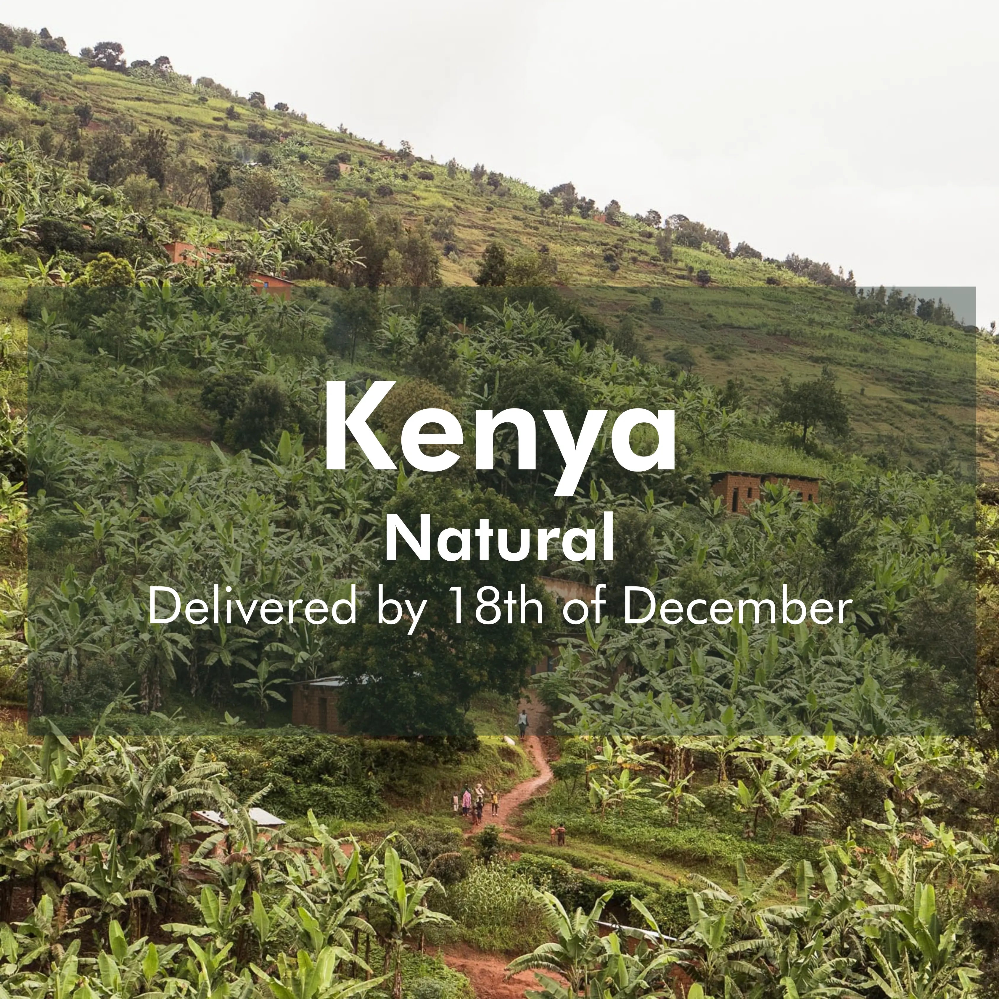 Kenya Coffee Annan